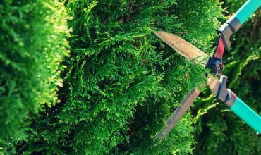 cutting thuja tree with garden hedge clippers