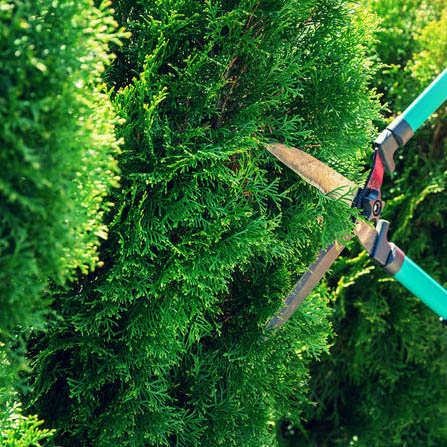 bush_trimming.jpg
